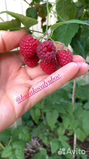 Саженцы малины