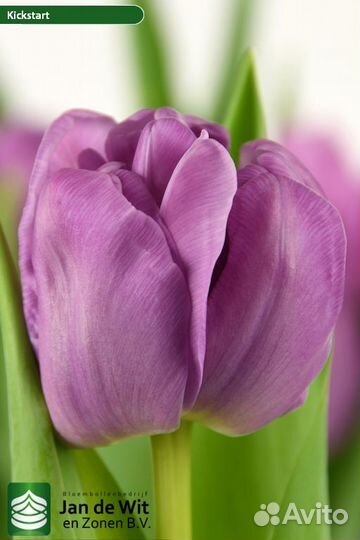 Луковицы Тюльпанов