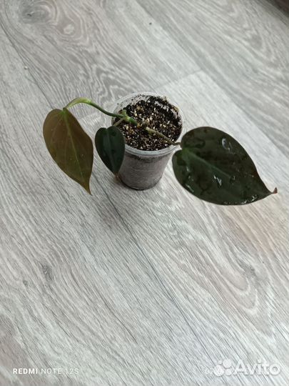 Филодендрон миканс бархатистый