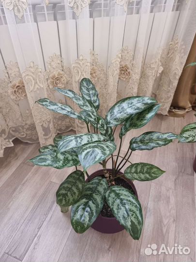 Аглаонема мария