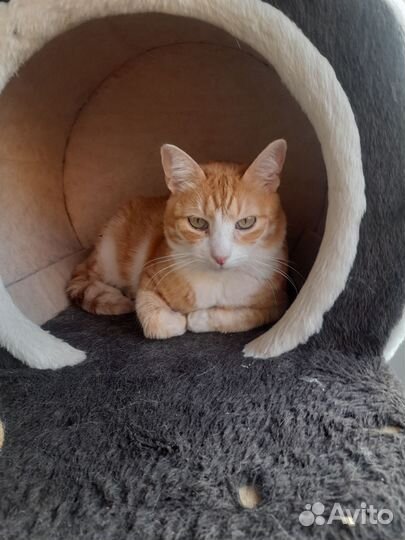 Нежный, красивый котик в добрые руки