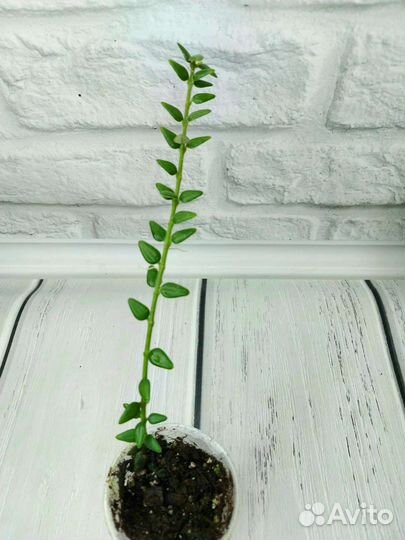 Хойя сигилатис альбомаргината, Вибелла