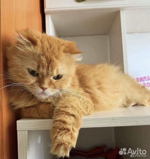 Шотландская вислоухая кошка