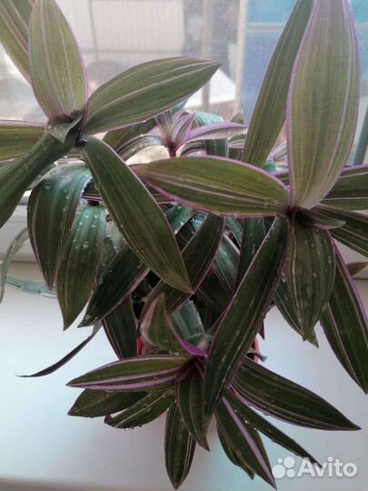 Большой рэо триколор