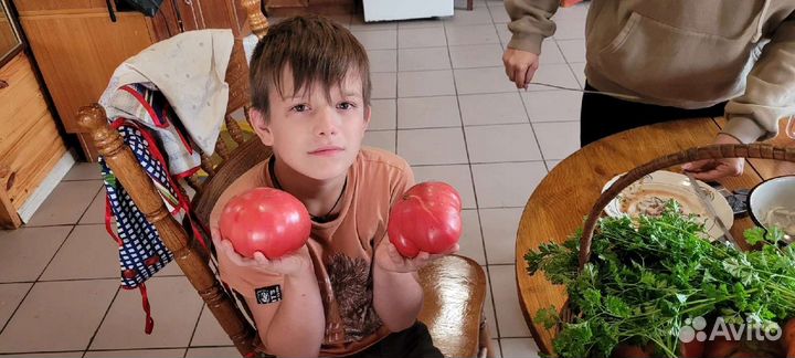 Семена домашних помидор перцев и огурцов