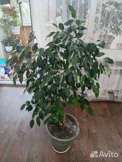 Фикус бенджамина