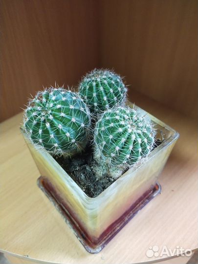 Горшок с кактусами 10р