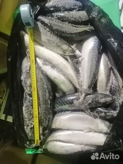 Скумбрия свежемороженая