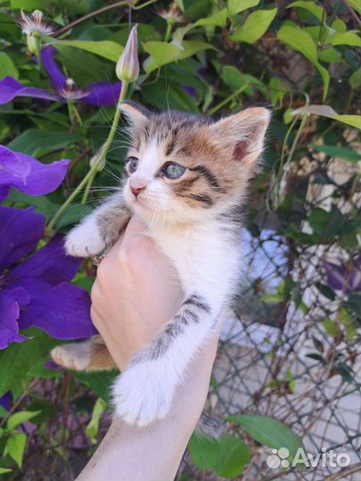 Кошка бесплатно