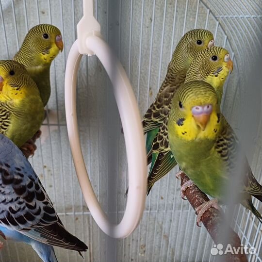 Волнистый попугай