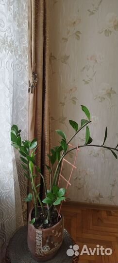 Замиокулькас