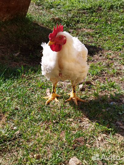 Фермерские продукты