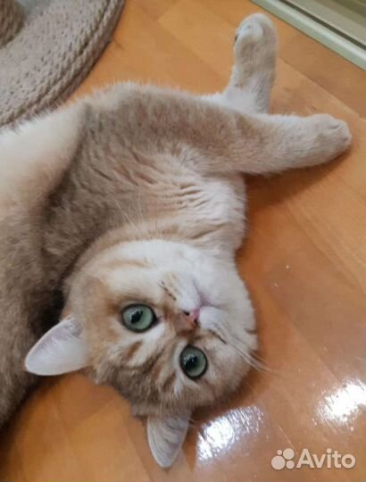 Золотая шиншилла девочка