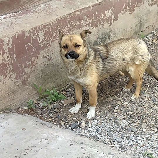 Собака в добрые руки