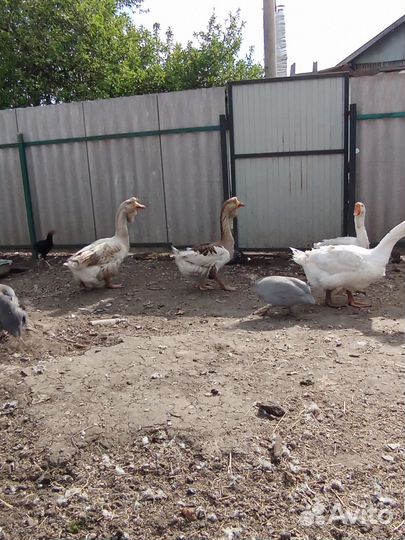 Холмогорские гуси