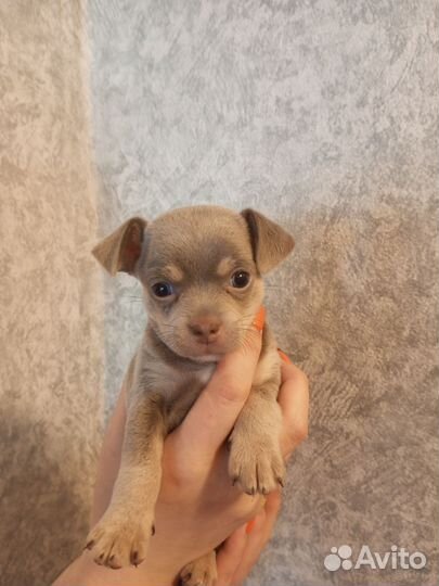 Девочки чихуахуа