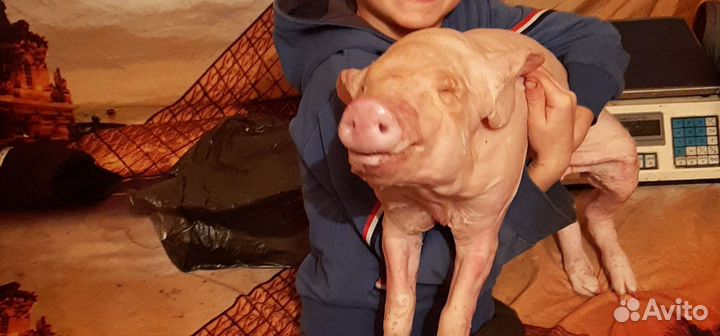 Молочные поросята.утки, гуси, куры, кролики