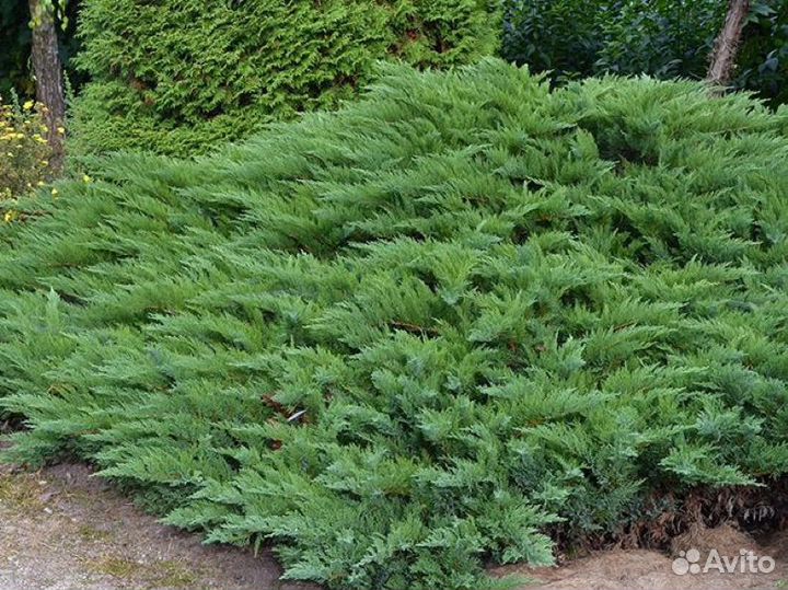 Можжевельник