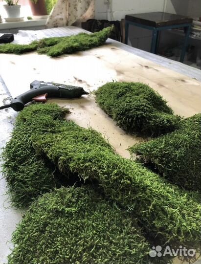 Стабилизированный мох