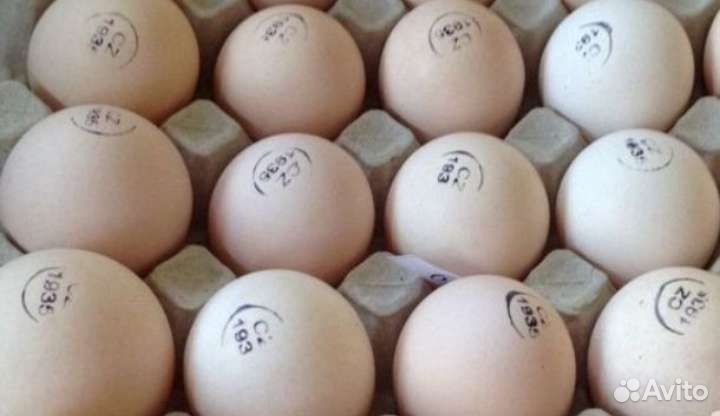 Бройлеры (Европа)