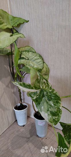 Экзотические цветы для дома