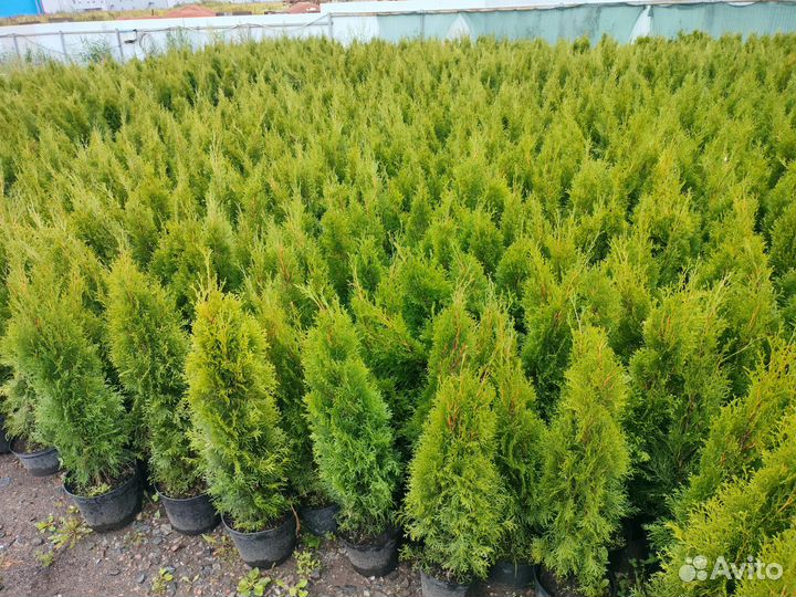 Туя Смарагд Smaragd 85-100 см в горшке