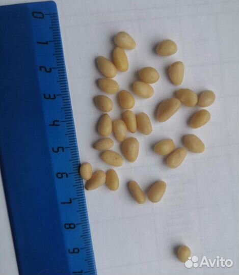 Кедровый орех оптом