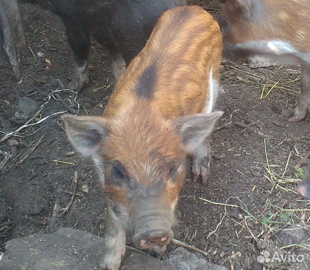 Поросята кармалы