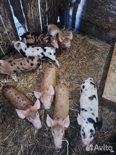 Поросята, мама дюрок-папа пьетрен