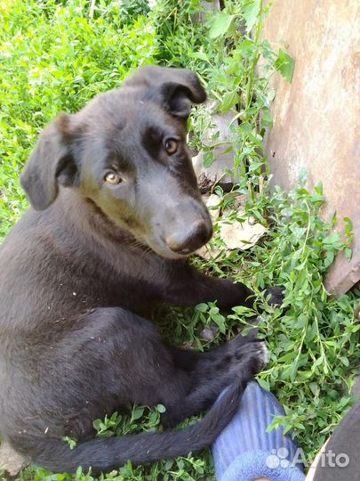 Продам щенка