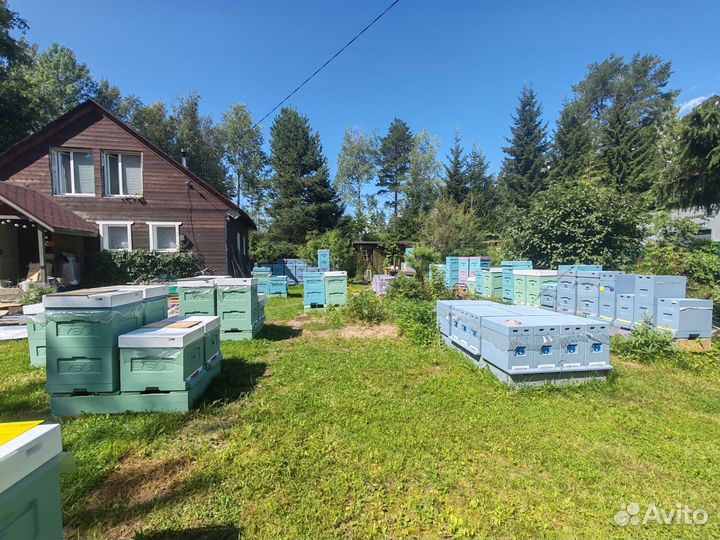 Мед со своей пасеки, разнотравье, сбор 2024 г