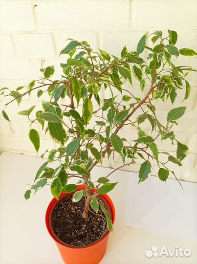 Фикус бенджамина пестролистный