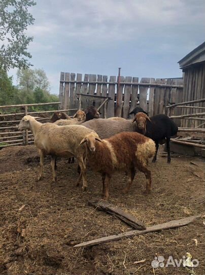 Курдючные бараны и овцы
