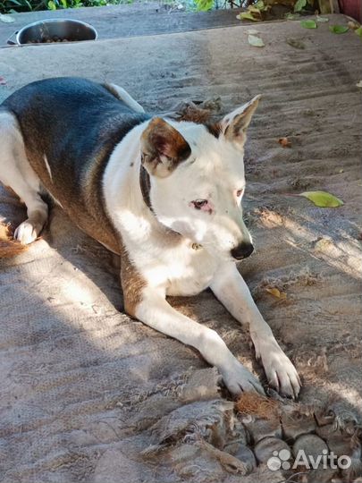 Собака в добрые руки