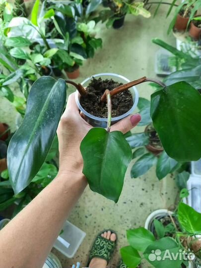 Филодендроны