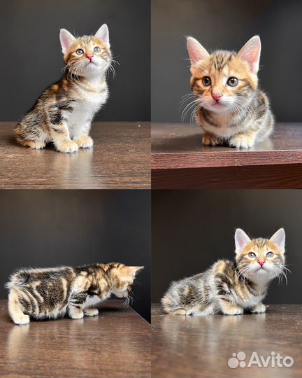 Котята курильского бобтейла кш и пдш