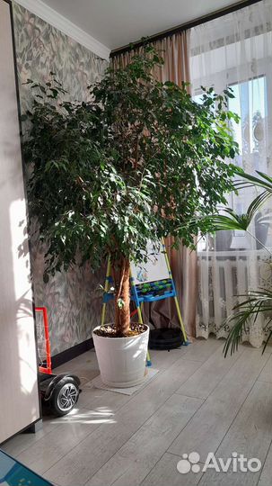 Фикус бенджамина большой