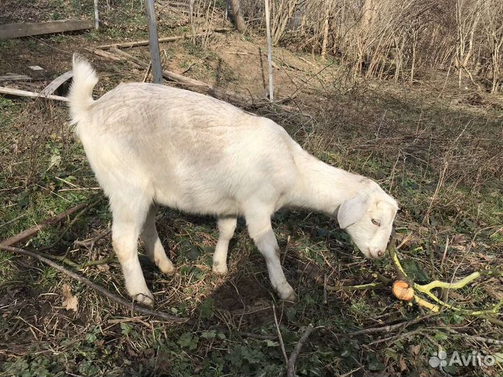 Козы дойные, высокоудойные Камори, Ламанча, нуб