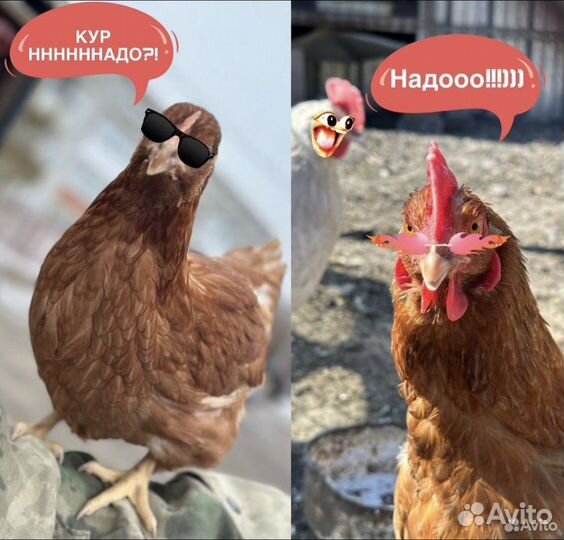 Куры несушки