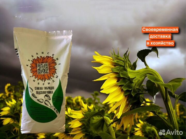 Гибриды подсолнечника на посев 2024
