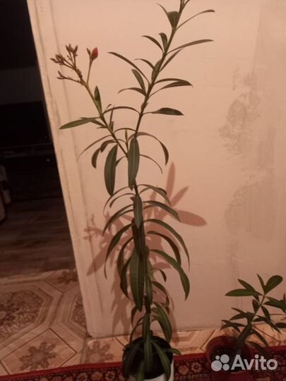 Олеандр махровый