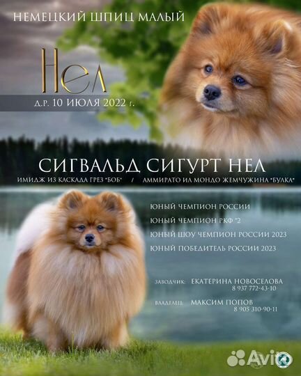 Малый Шпиц вязка