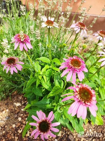 Эхинацея Баттерфляй Киссес