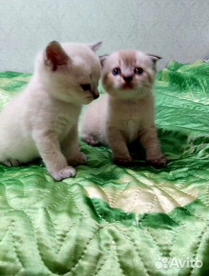 Шотландские котята