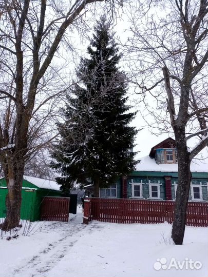 Ель обыкновенная