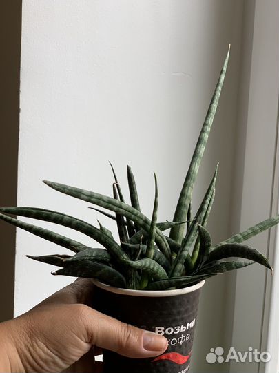Сансивиерия цилиндрика