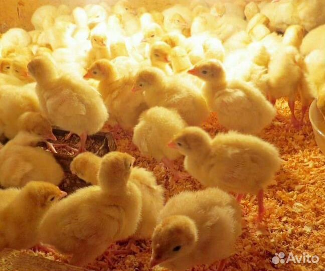 Утята разных пород