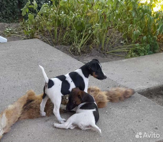 Фокстерьер гладкошерстный