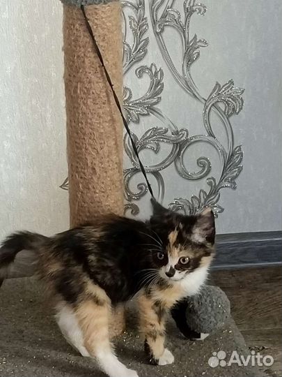 Кошка