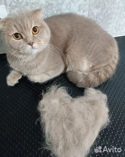 Грумер / Экспресс линька /комплекс, стрижка